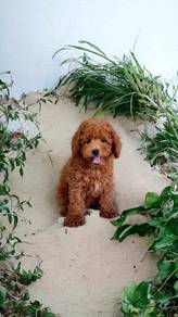 poodle puppy1