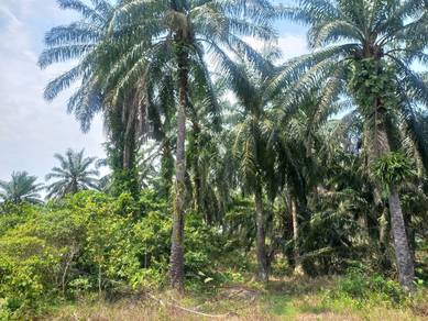 Agricultural Land in Gopeng, PRK