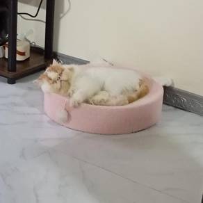 Male pure Persian 