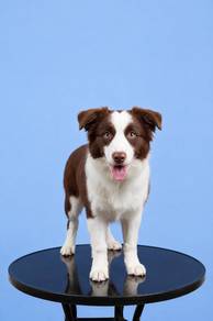 Border Collie
