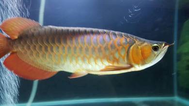 chili red arowana 15 inch  -wholesale price