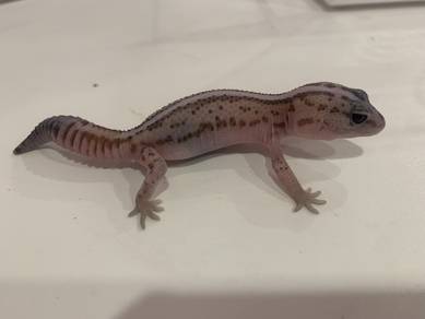 African Fat Tail Gecko - Whiteout Patty