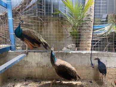burung merak india