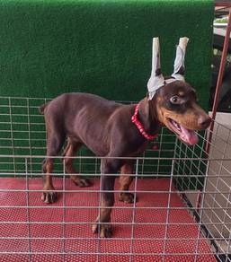Doberman Puppy MKA Female A 1606C