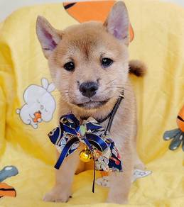 Shiba