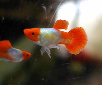 Red Koi Short Body Guppy 1 pair / 短身红头孔雀鱼 