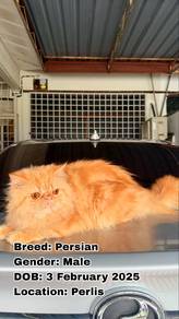 Kucing Parsi (Persian Cat)