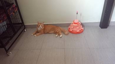 Oyen