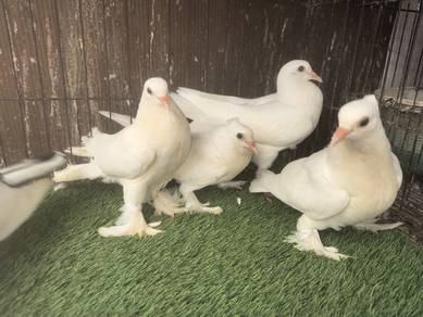 Merpati putih