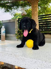 black color Labrador j