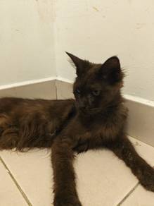 Purebred Black Maine Coon Female