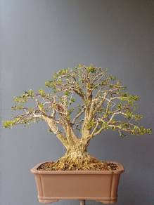 黄杨盆栽 - Buxus Bonsai