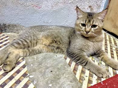 BSH Baka NY25