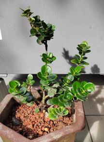 Natal plum plant