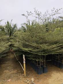 Pokok Bucida Hijau 6 kaki