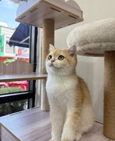 British Shorthair Golden Female