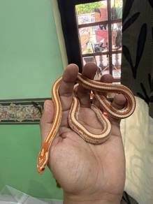 Corn Snake
