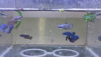 Betta Fish baby Ikan Laga 