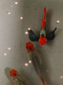 Ikan guppy