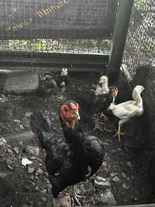 ibu & anak ayam kampung sabung