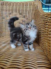 male kitten