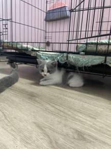 cats