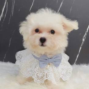 Maltese
