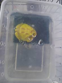pacman frog albino