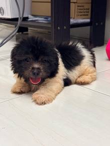 dog for rehome