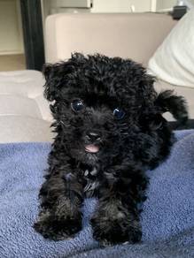 Mesmerizing Poodle Little Bear Puppy Baby Puppy