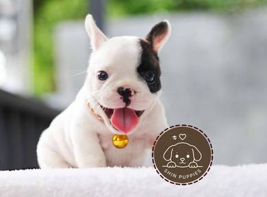 FRENCH BULLDOG PUPPIES 🌻VIP39 Panda Boy