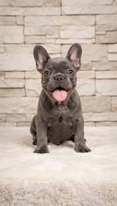 French Bulldog Blue color male pup