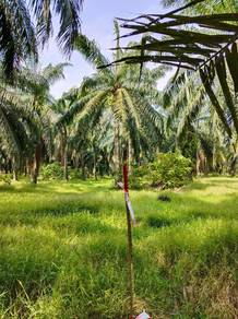Agricultural Land in Ayer Tawar, PRK