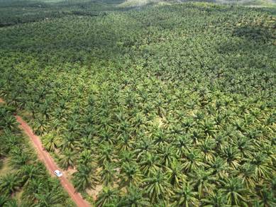 Agricultural Land in Kuala Muda, KDH