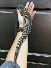 Sudan Plated lizard 