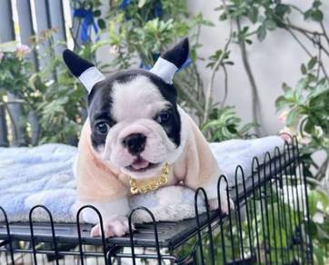 FRENCH BULLDOG PUPPIES 🌻A195 Cow Pattern Girl