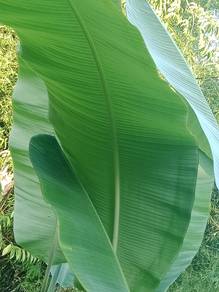 Daun pisang 