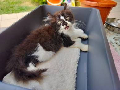 TOPs A-GRADE Yujiro Black White Curl Ragdoll cat