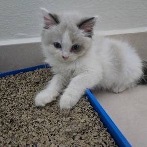 ragdoll mixed dlh