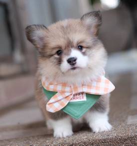CORGI PUPPIES C188 🌻 cheeky Puppy Male~Female