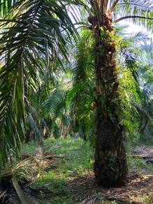 Agricultural Land in Jeram, SGR