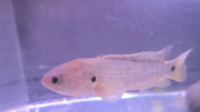 Ikan Puyu