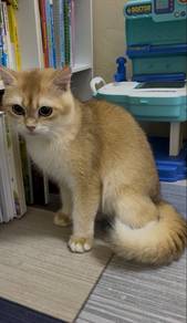 British Short Hair BSH