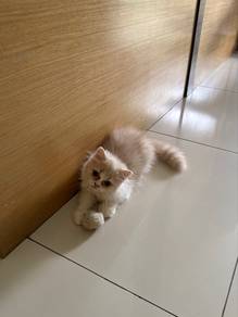 Kucing Persian untuk dijual