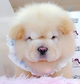 Chow Chow