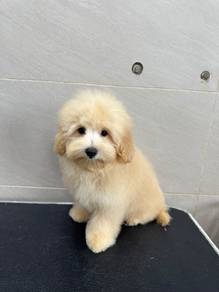 mix breed puppy