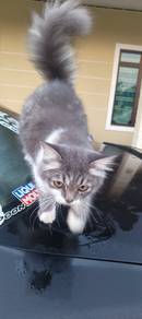 anak kucing baka BSH 