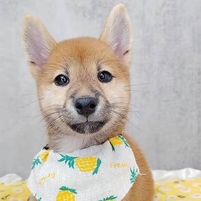 Shiba