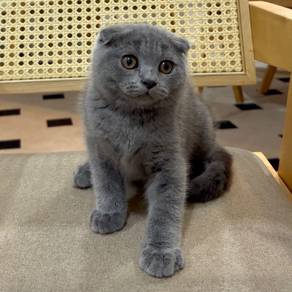 Scottish fold kitten for sale