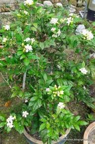 Bunga jasmin